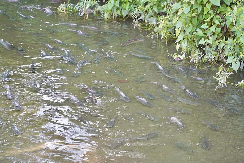 東片社區水圳有許多魚類_0