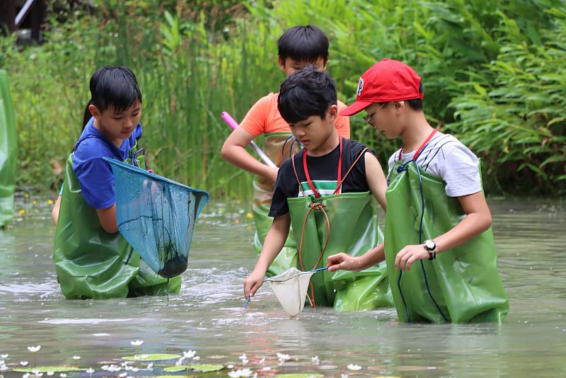 遠遠看水生昆蟲不過癮，「野獸與牠們的產地－八仙山動物生態探索營」穿上青蛙裝下水去！