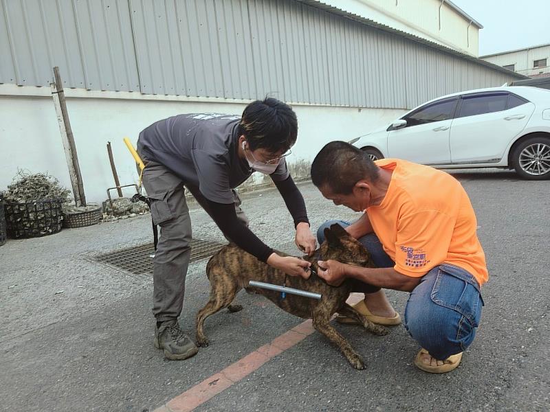 犬隻矯正器立大功 布袋觀光區犬隻追車咬人比例降七成-4