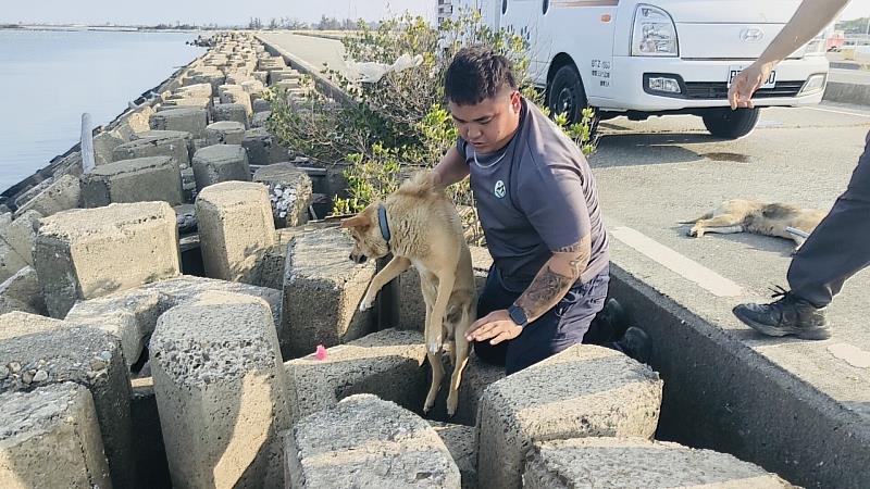 犬隻矯正器立大功 布袋觀光區犬隻追車咬人比例降七成-1