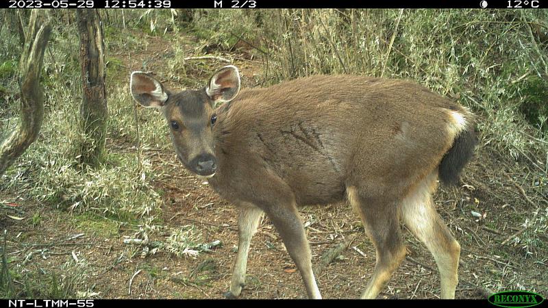 野生動物監測8年巨量資料揭密 山羌豐富度第一 水鹿族群擴及低海拔