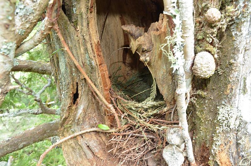 紅檜樹幹上飛鼠的窩