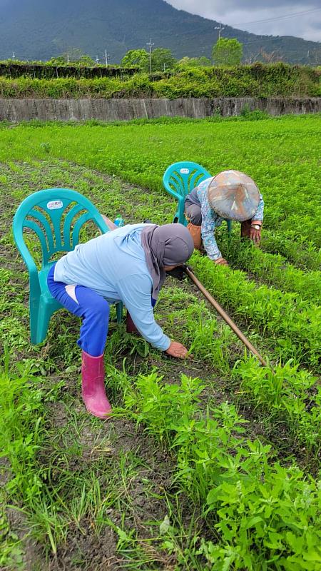 小米種植由族人開始