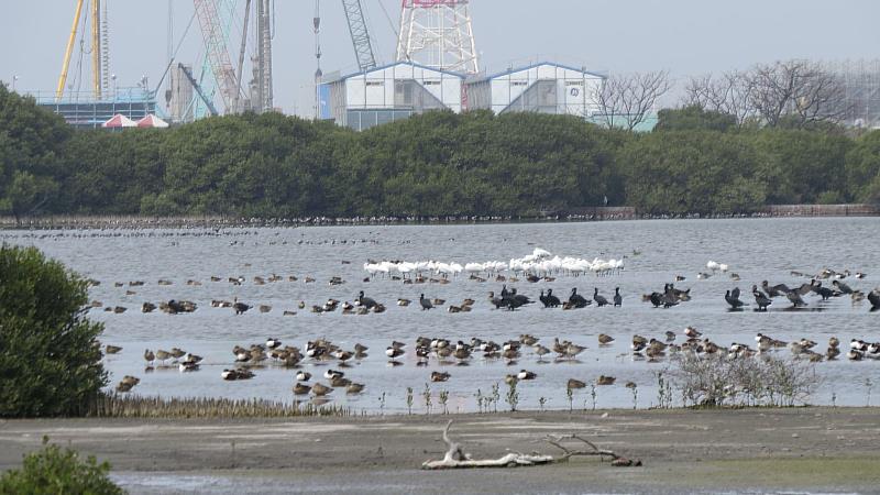 圖說：為維護興達電廠旁永安濕地生物多樣性，台電運用科學化管理並結合水位調控技術，讓濕地水鳥數量顯著提升，成為黑面琵鷺等候鳥重要中繼站，贏得「飛鳥電廠」美名。