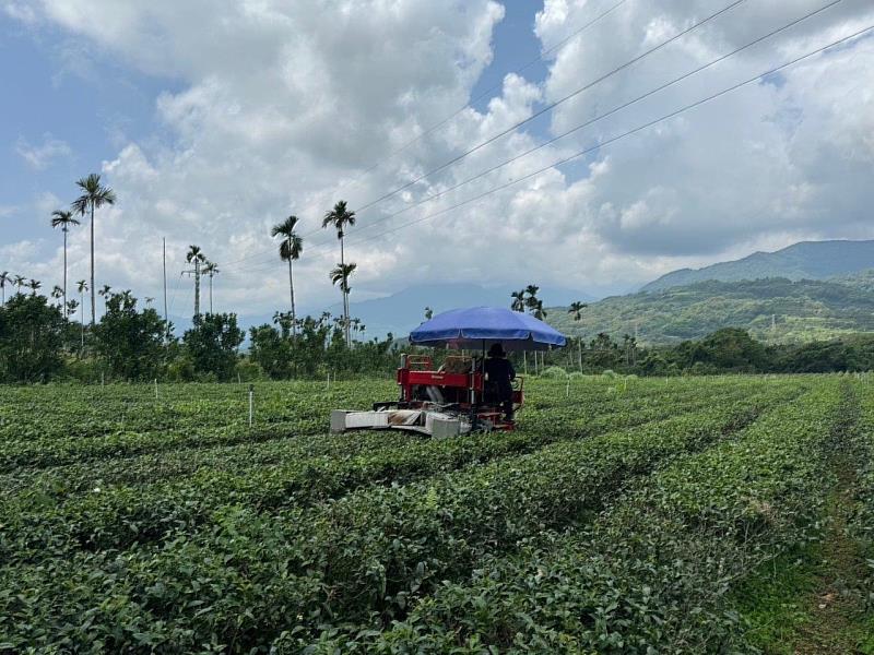 茶園機械化大幅提高生產效率01