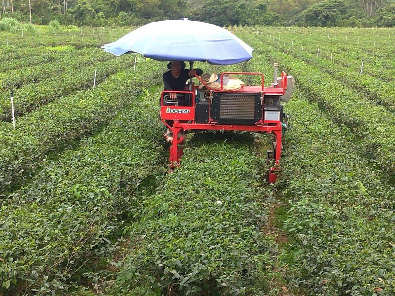 茶園機械化大幅提高生產效率02