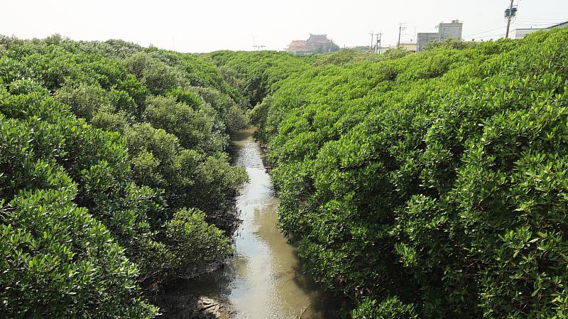 牛埔溪港安橋往出海口方向長滿紅樹林水筆仔，河道非常狹窄。