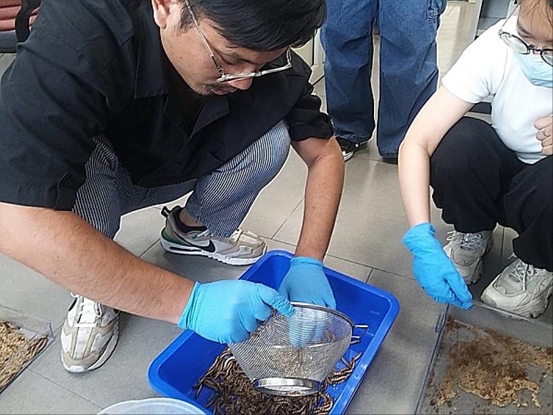 南臺科大生物與食品科技系-突破蟲圍創業團隊針對大麥蟲進行飼養環境研究。