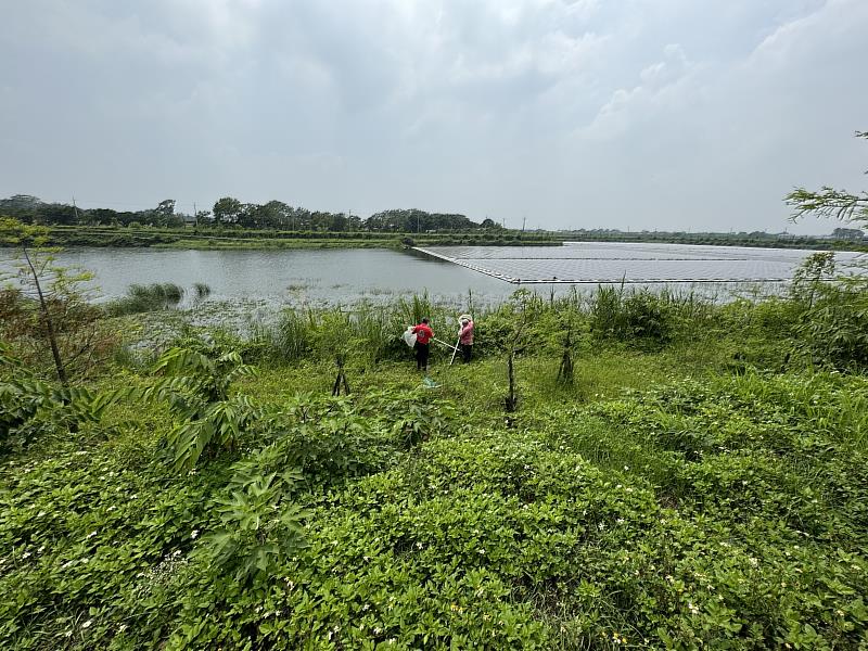 中埔鄉公館滯洪池疑發現鱷魚蹤跡 縣府緊急派員巡查