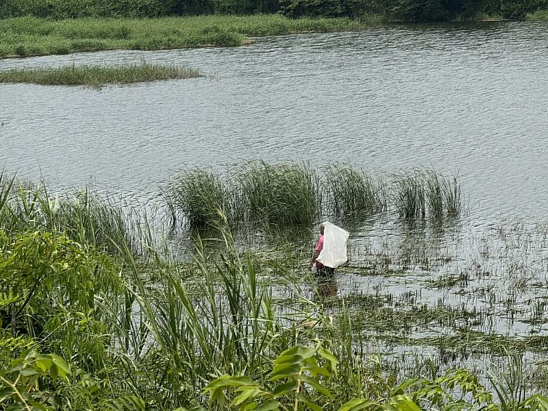 中埔鄉公館滯洪池疑發現鱷魚蹤跡 縣府緊急派員巡查