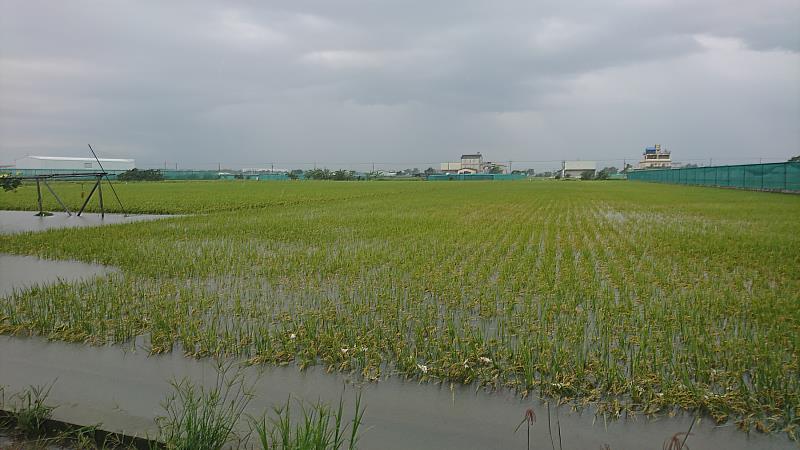 水稻尚未達收穫期者，請農友於豪雨過後儘速排乾田間積水並加強病蟲害防治(資料照片，非本次災損)