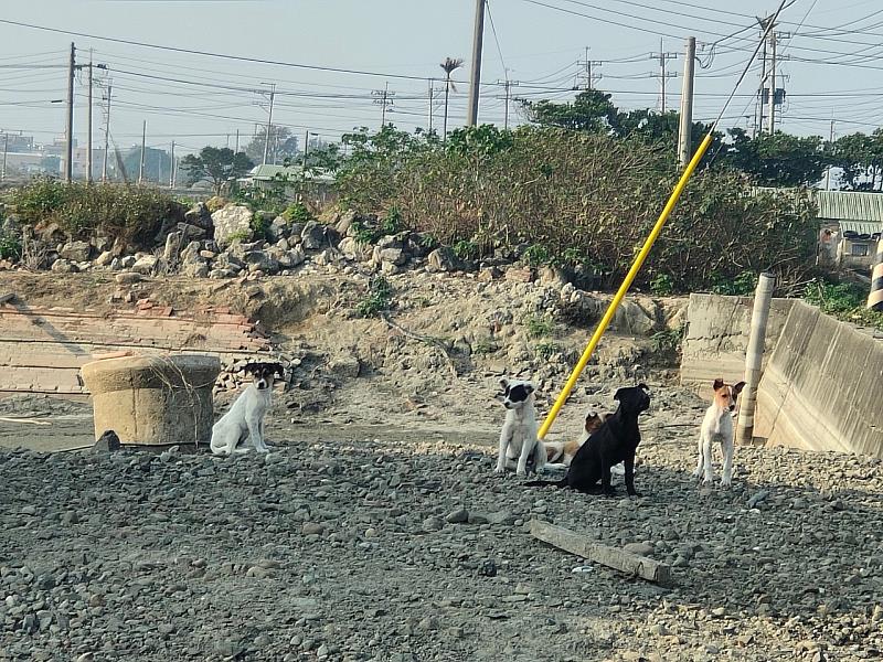 舒緩海區遊蕩犬問題，嘉縣海區三鄉鎮成立專人專線