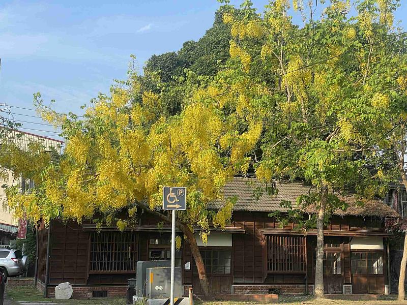 嘉義阿勃勒盛開 2處最美黃金雨賞花點大公開