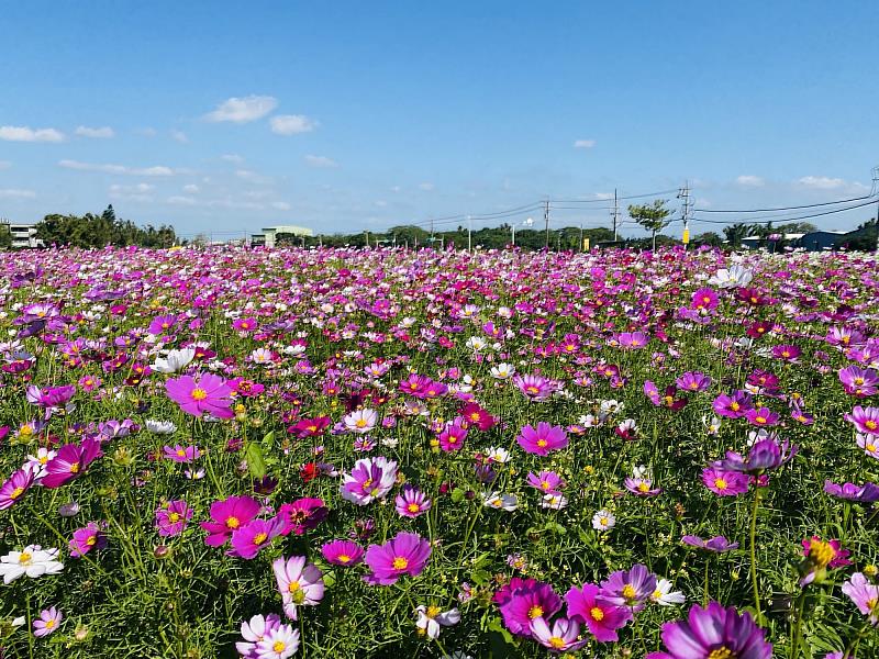 生產環境維護期間種植景觀作物 打造美麗花海