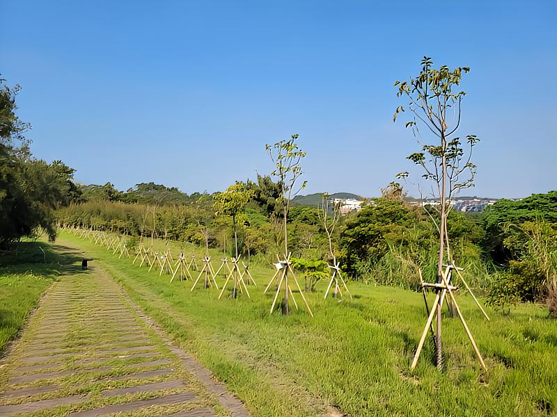 植樹薪傳計畫_青青草原