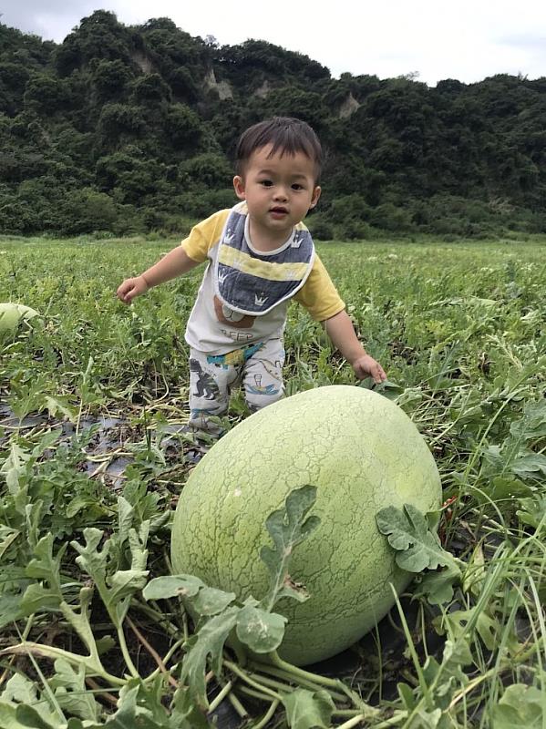 2.花蓮大西瓜，最大可達30臺斤以上