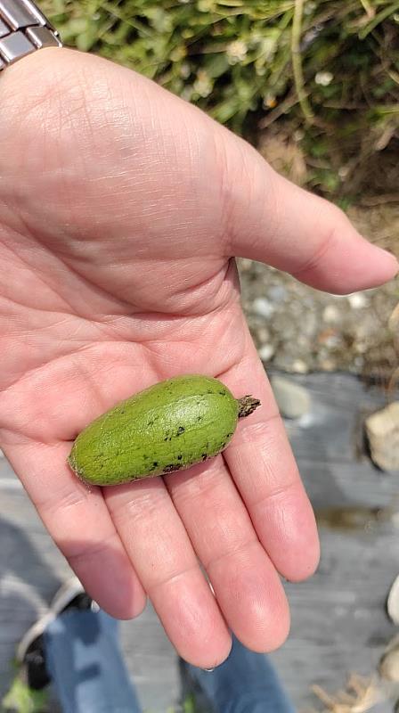 4.每株瓜藤只留一顆西瓜，其餘需摘除，確保吸收完整養分