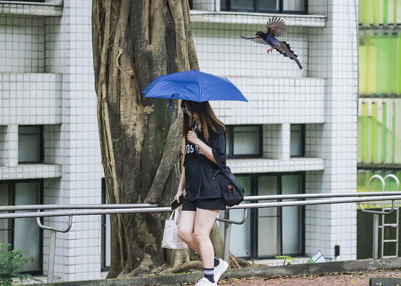 淡江宣導教職員工生行經藍鵲育雛巢區時可撐傘、戴帽自保或繞道，以免遭受襲擊。