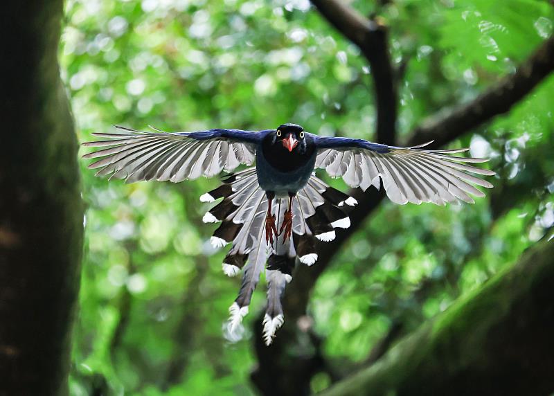 淡江大學淡水校園生態豐富，常見臺灣藍鵲在樹林間飛舞。