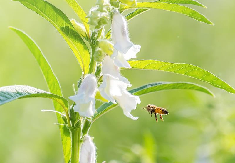 溪州尚水輔導友善環境耕作田區-潔白芝麻花與蜂