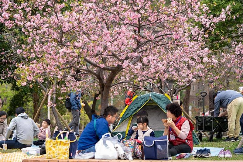 新竹公園櫻花盛開市民野餐照。