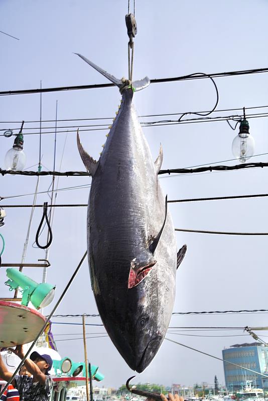 穩定黑鮪魚市場供需及價格 屏縣府促加速興建冷鏈中心