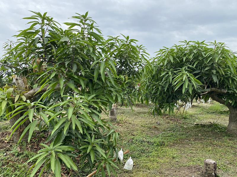 嘉義縣芒果低溫災損現金救助28日起開放申請 -1