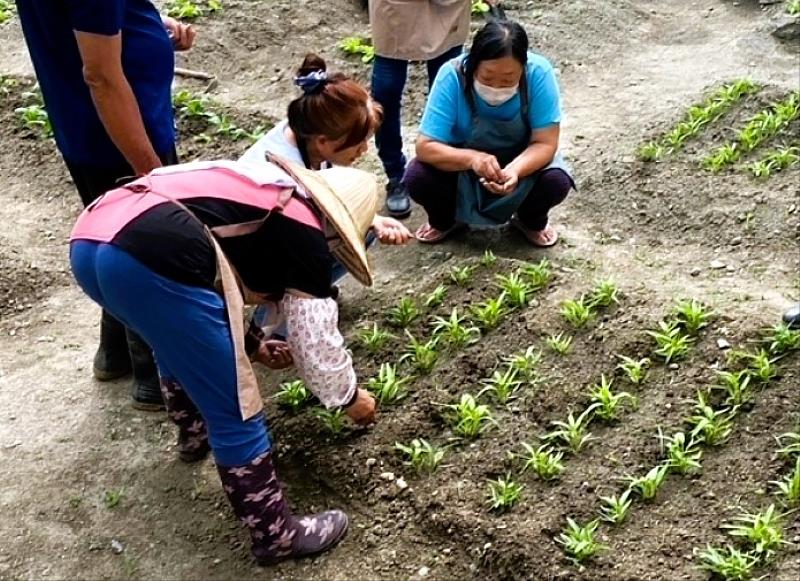 花蓮地區62歲婦女阿玉，透過免甄試錄訓、免訓練費用，參加經濟作物培訓班，學習植苗作業