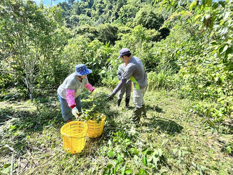 租地林農採集土肉桂葉實況