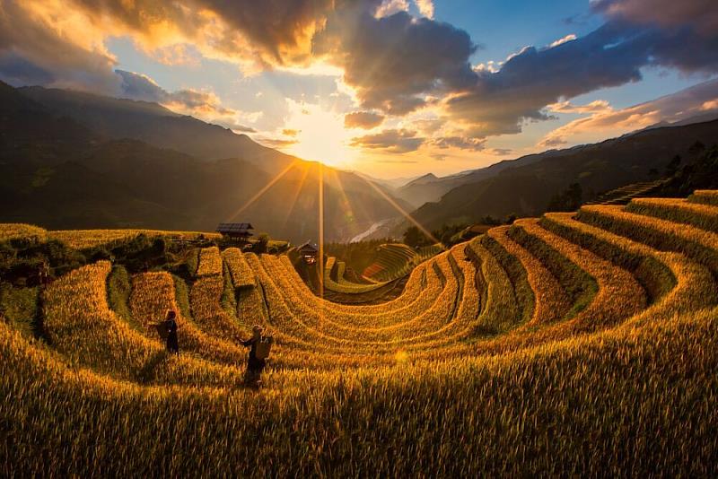 Golden autumn in Mu Cang Chai | THONG NGUYEN HUU