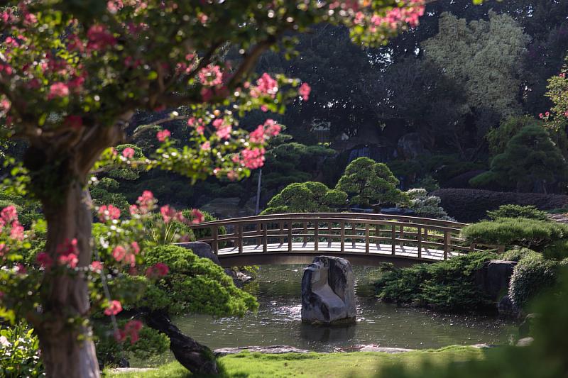 成美文化園6-9月為百日紅季，園內紫薇花盛開。