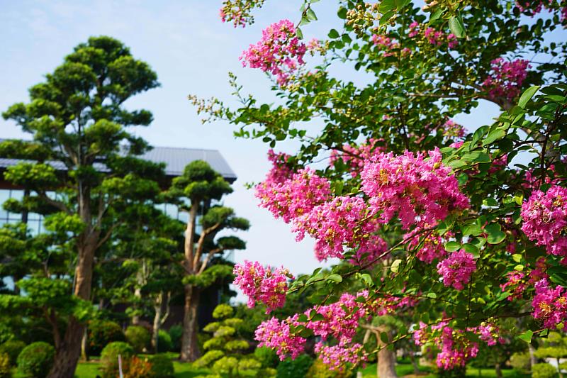 成美文化園6-9月為百日紅季，園內紫薇花盛開。