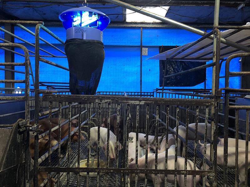 屏東縣動物防疫所呼籲養豬戶應使用捕蚊燈等防疫措施。