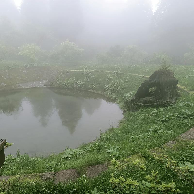 木蘭園靜水池周邊多孔隙結構讓植生已恢復茂密