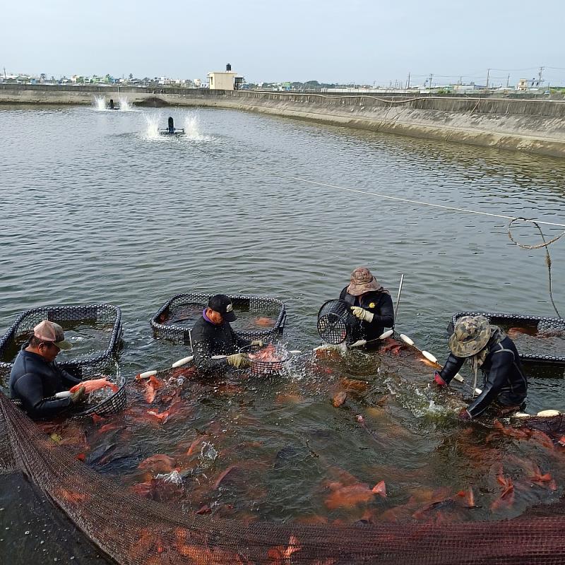 漁民提前做好預防工作，降低魚病的發生並減少投藥(向洋漁場提供)