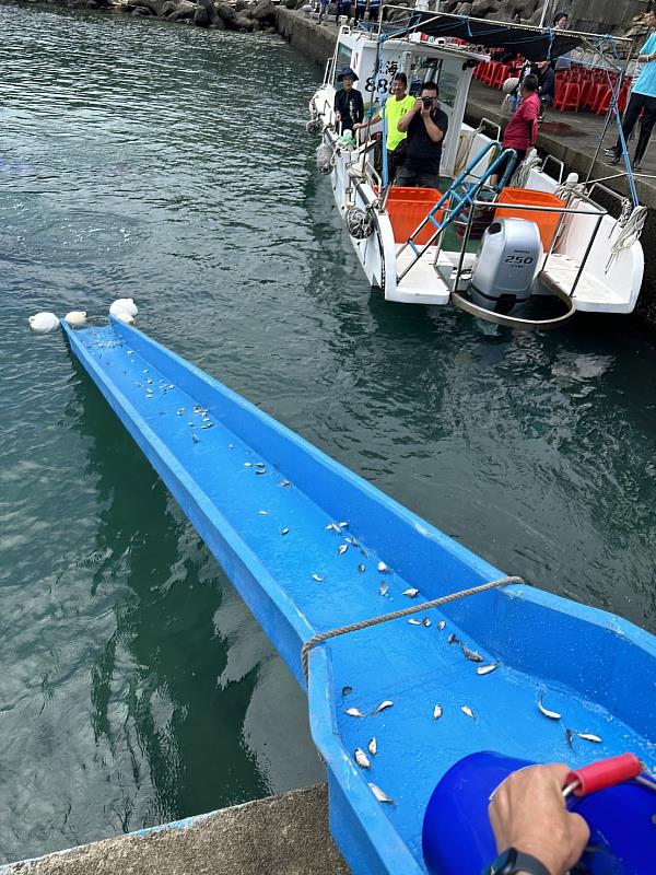 以提水桶至魚梯放流之方式,進行黃錫鯛、布氏鯧鰺、川紋笛鯛等魚苗放流