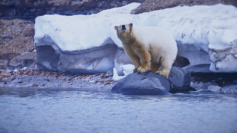 暖化造成海冰消失北極熊難以覓食