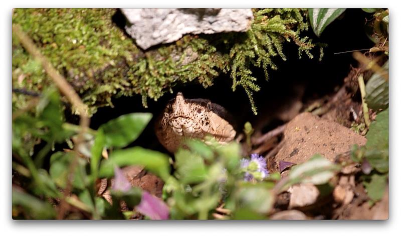 八仙山國家森林遊樂區內發現在岩縫中護卵的百步蛇（野聲 李昱 拍攝提供）