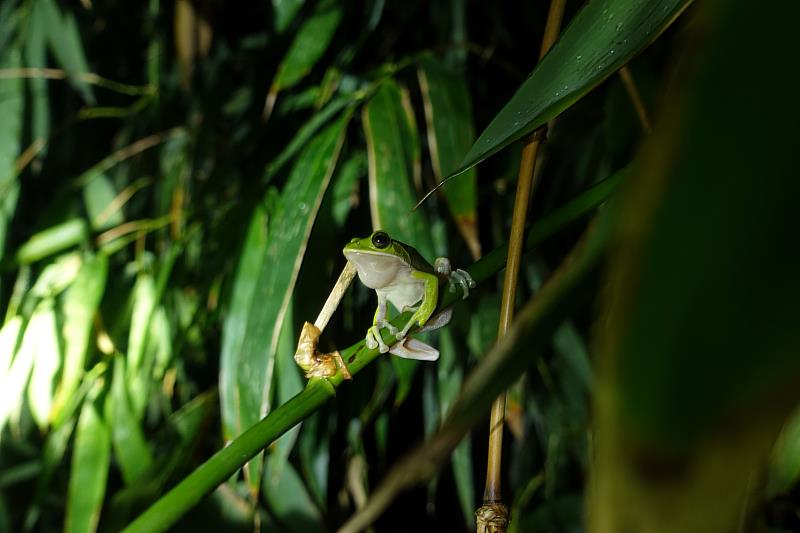 諸羅樹蛙主要生活在平地竹林裡