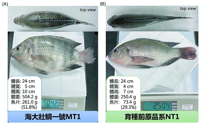 海大壯鯛一號(MT1)比原品系明顯增加背部、腹部及兩側的肌肉