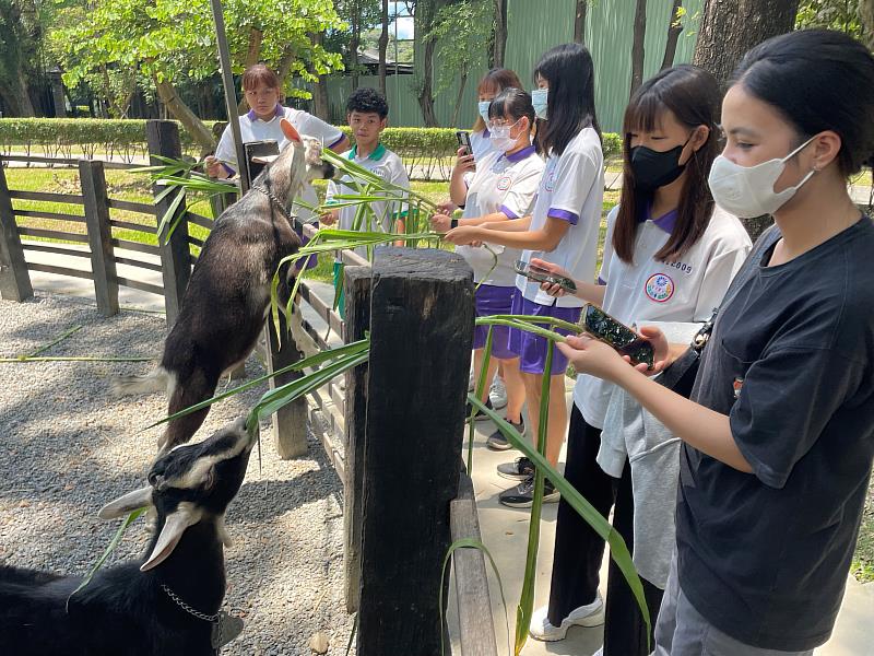 本地學生與外籍生體驗拿牧草餵羊