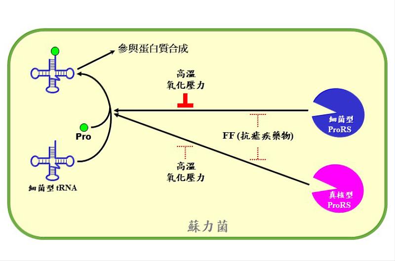 研究圖解：一般細菌只會攜帶一個細菌型ProRS，但是蘇力菌卻多攜帶一個真核型ProRS，這個真核型ProRS能有效辨識細菌型tRNA，並幫助蘇力菌抵抗環境壓力。圖片王健家教授提供