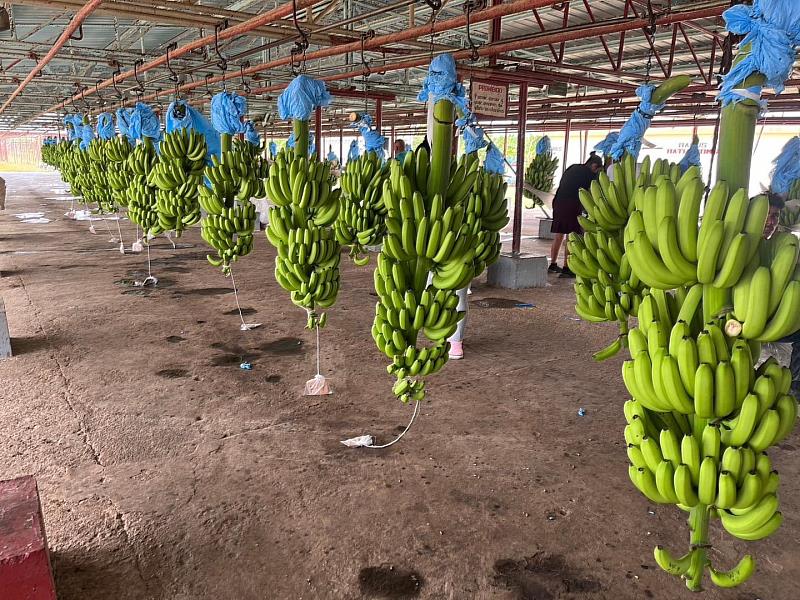 寶島蕉青蕉正在送往農民組織包裝處理廠
