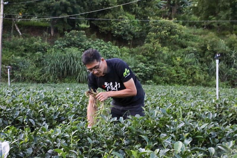 戴文祥經營戴記茶坊，是家中第四代茶農，茶園經營面積有八公頃
