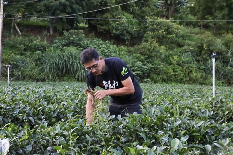 戴文祥經營戴記茶坊,是家中第四代茶農,茶園經營面積有八公頃