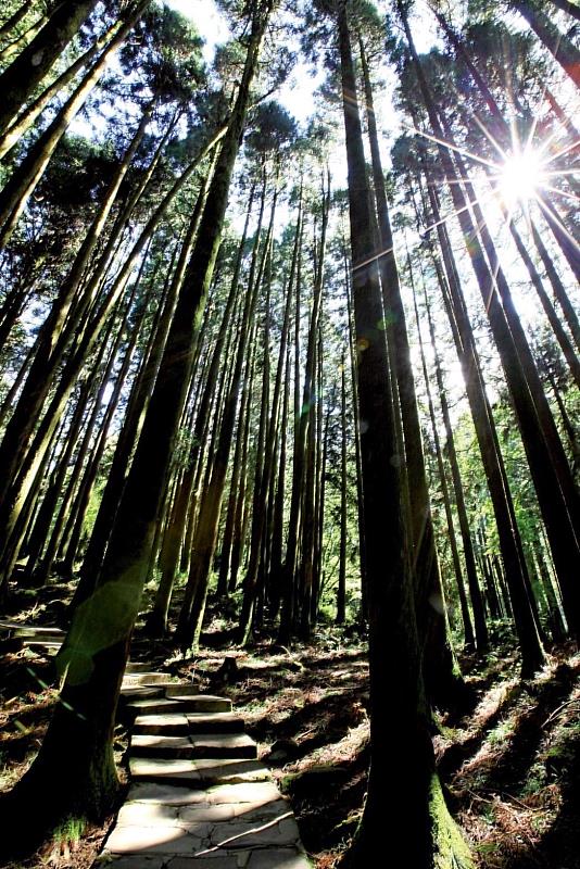 阿里山鐵路沿途山林美景