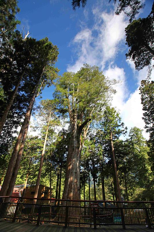 觀影前遊客可以至阿里山國家森林遊樂區內，享受山上的天然冷氣及森林療癒