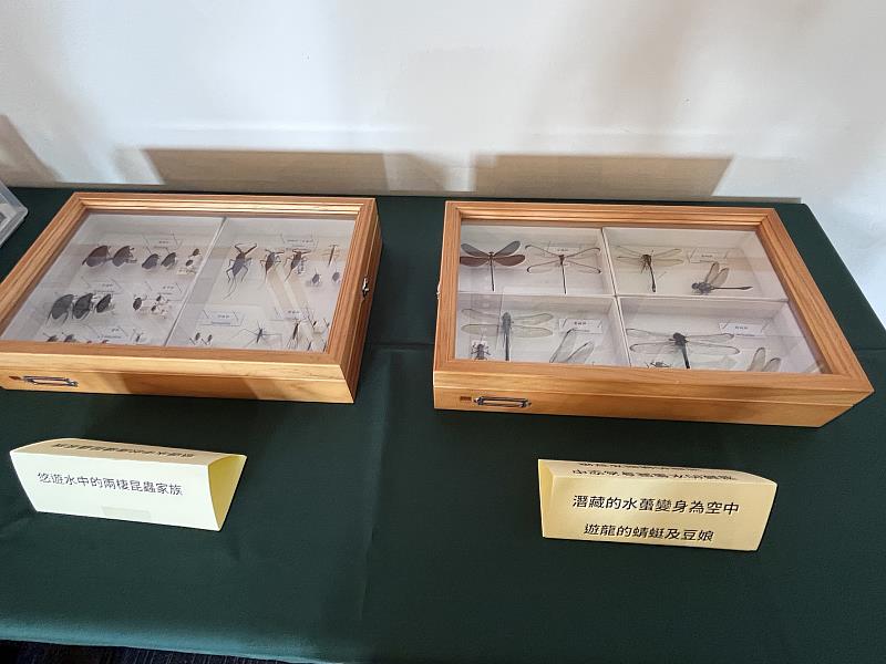 興大昆蟲學系帶至會場展示的標本