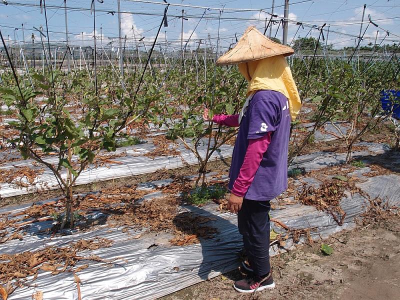 圖2. 田間工作應戴斗笠或帽子來遮陽，隨時補充水分_0