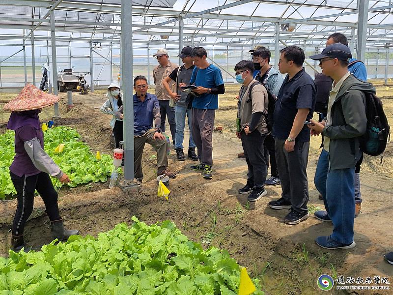 短期葉菜類輔導案例解說